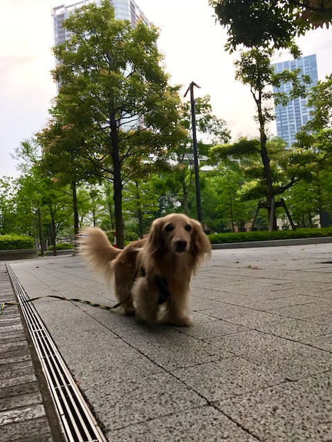 f:id:ancoco5535:20170601164626j:plain f:id:ancoco5535:20170601164626j:plain