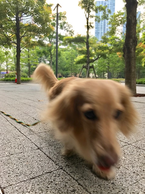 f:id:ancoco5535:20170601165429j:plain f:id:ancoco5535:20170601165429j:plain