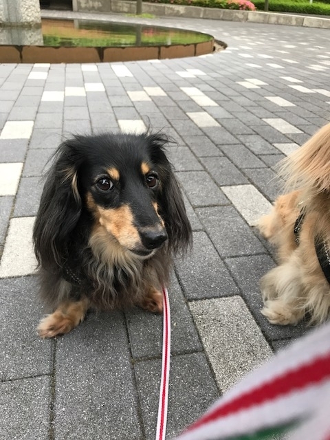 f:id:ancoco5535:20170601175035j:plain f:id:ancoco5535:20170601175035j:plain