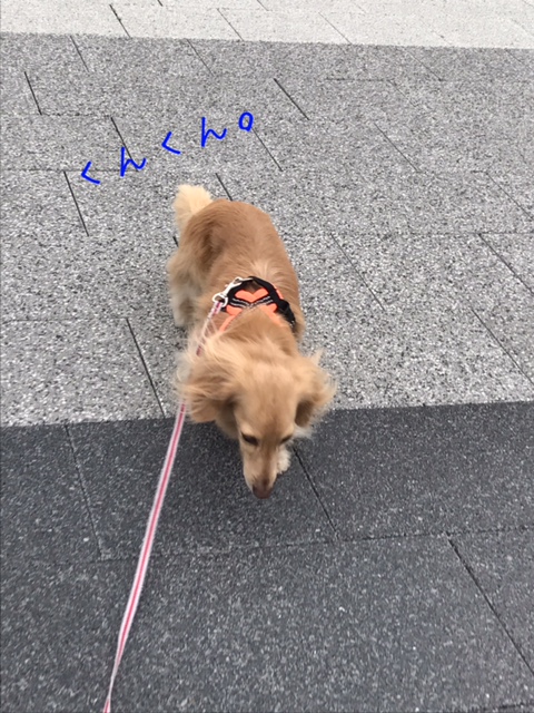 f:id:ancoco5535:20170723094040j:plain