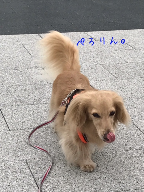 f:id:ancoco5535:20170723094457j:plain