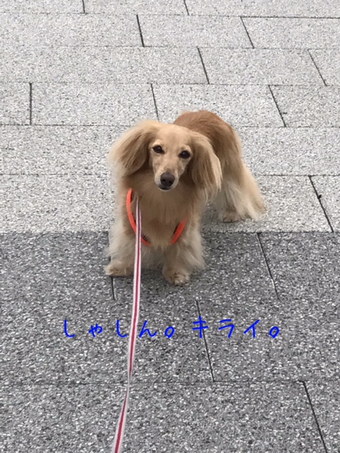 f:id:ancoco5535:20170723095426j:plain
