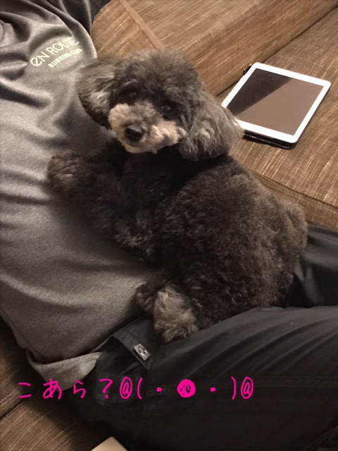 f:id:ancoco5535:20170904000426j:plain