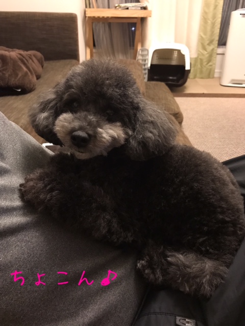 f:id:ancoco5535:20170904000754j:plain