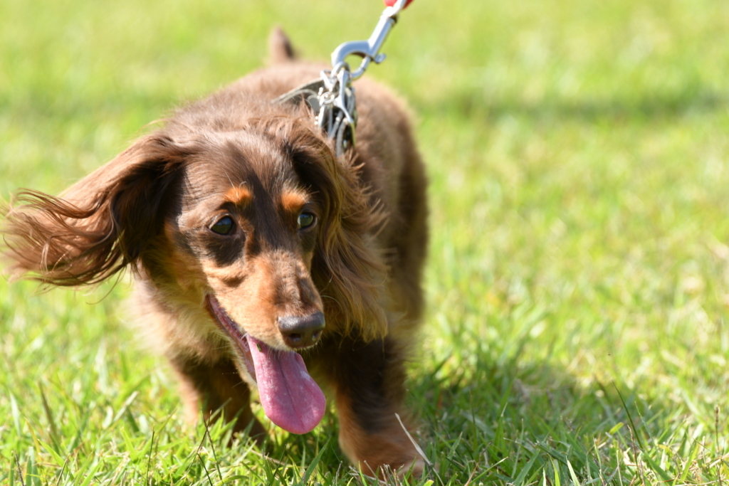 f:id:ancoco5535:20171002012104j:plain