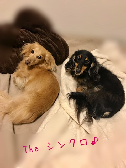 f:id:ancoco5535:20171019231437j:plain