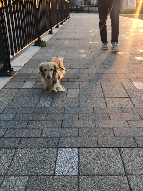 f:id:ancoco5535:20171112203628j:plain f:id:ancoco5535:20171112203628j:plain