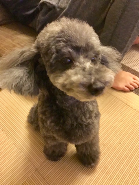 f:id:ancoco5535:20180128213042j:plain