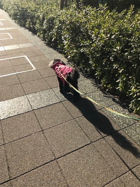 f:id:ancoco5535:20180204213142j:plain