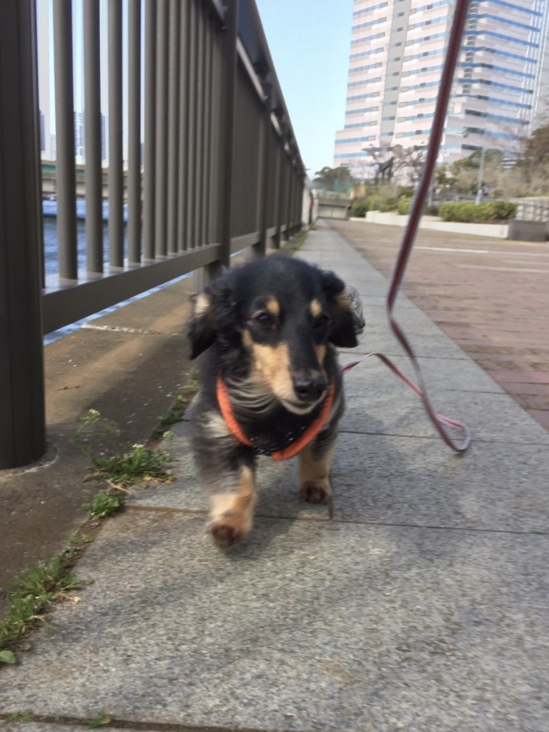 f:id:ancoco5535:20180304220217j:plain