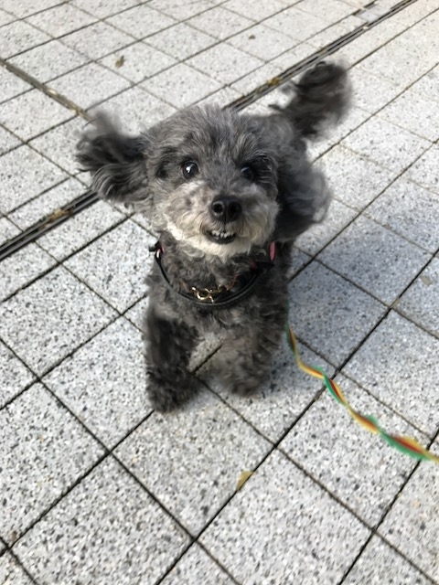 f:id:ancoco5535:20180401215905j:plain