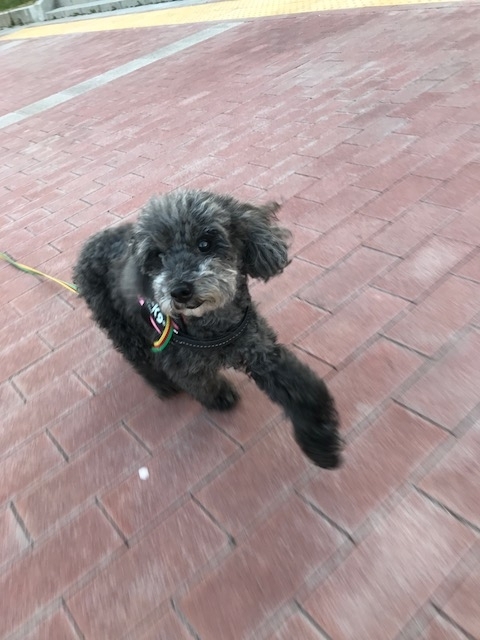 f:id:ancoco5535:20180401220028j:plain
