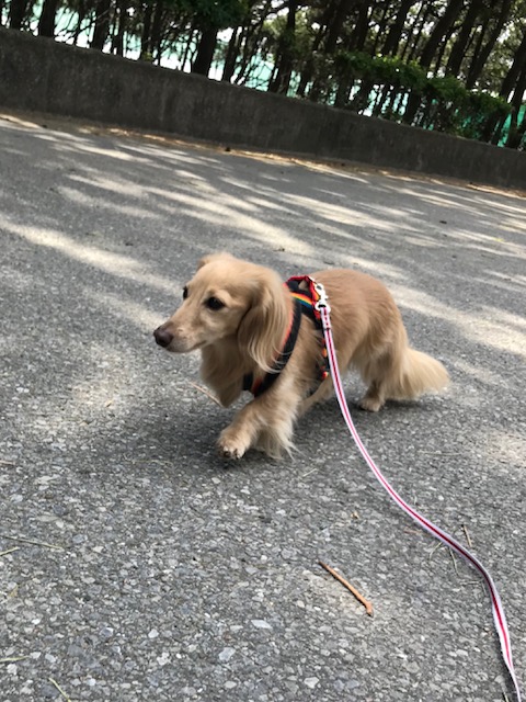 f:id:ancoco5535:20180408221831j:plain f:id:ancoco5535:20180408221831j:plain