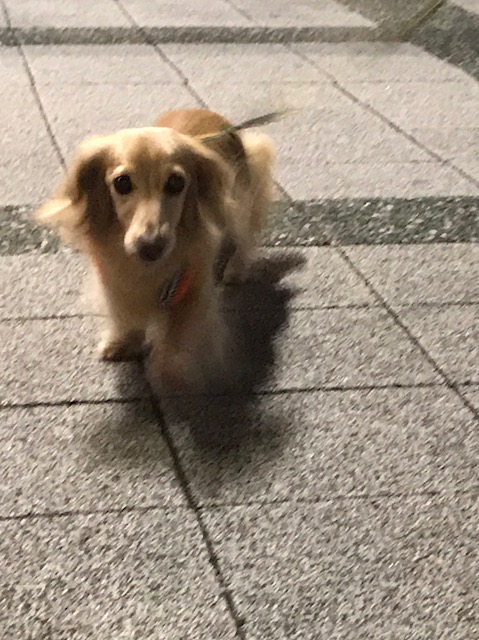 f:id:ancoco5535:20180426074932j:plain