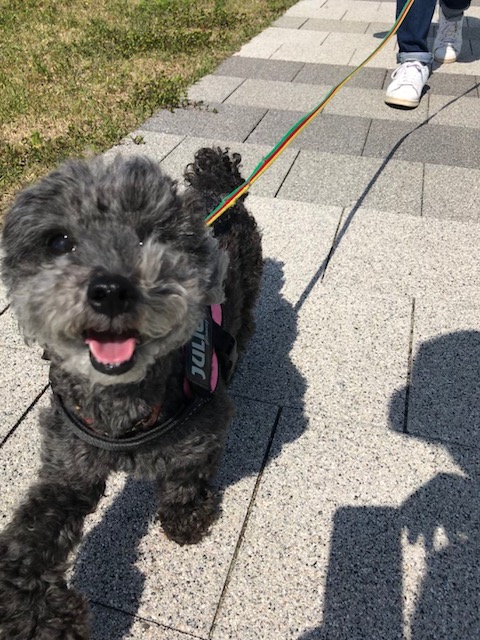 f:id:ancoco5535:20180528234139j:plain