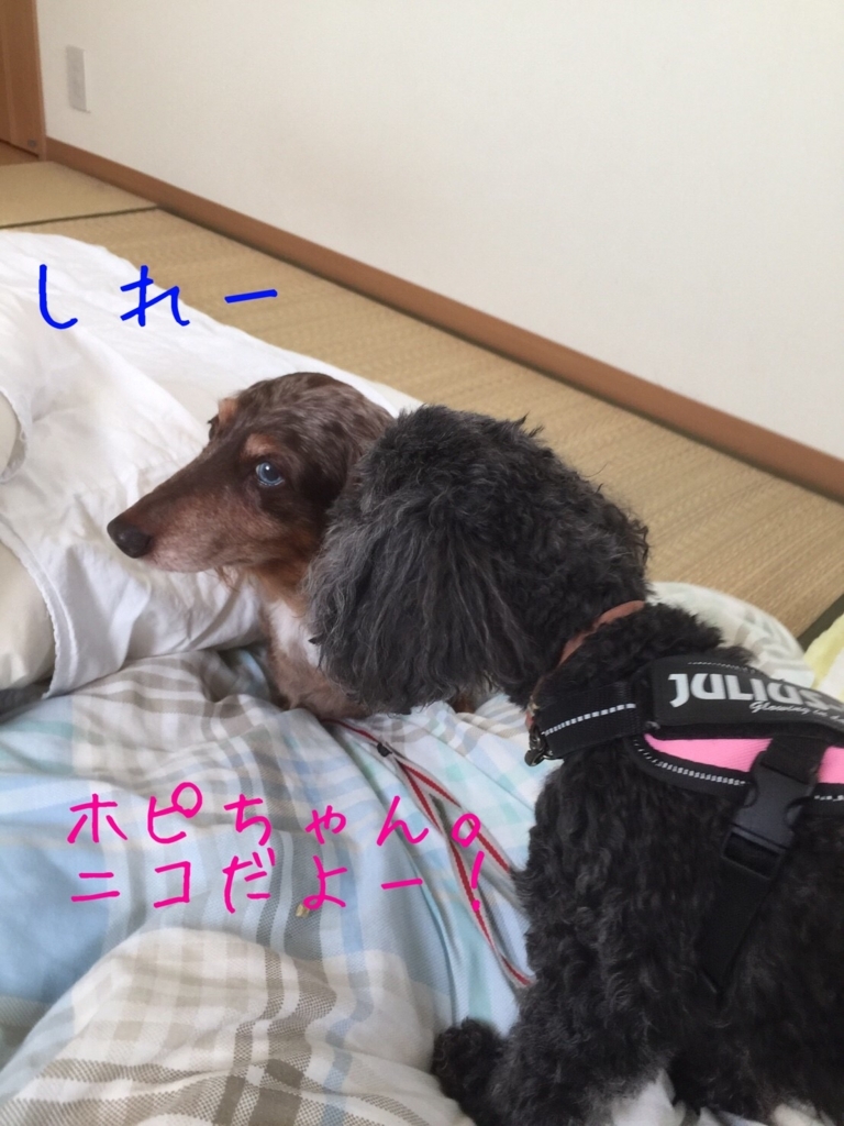 f:id:ancoco5535:20180716211051j:plain