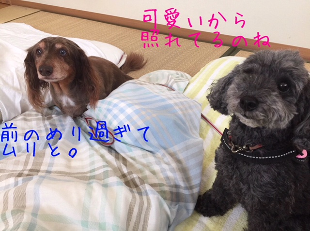 f:id:ancoco5535:20180716211204j:plain