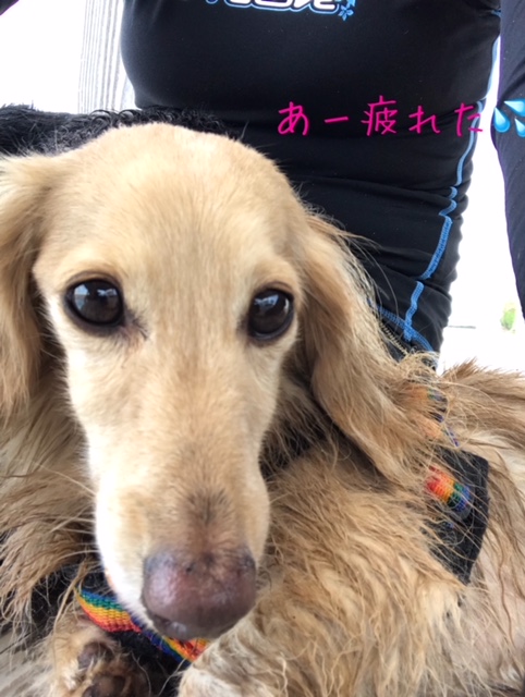 f:id:ancoco5535:20180718233136j:plain f:id:ancoco5535:20180718233136j:plain