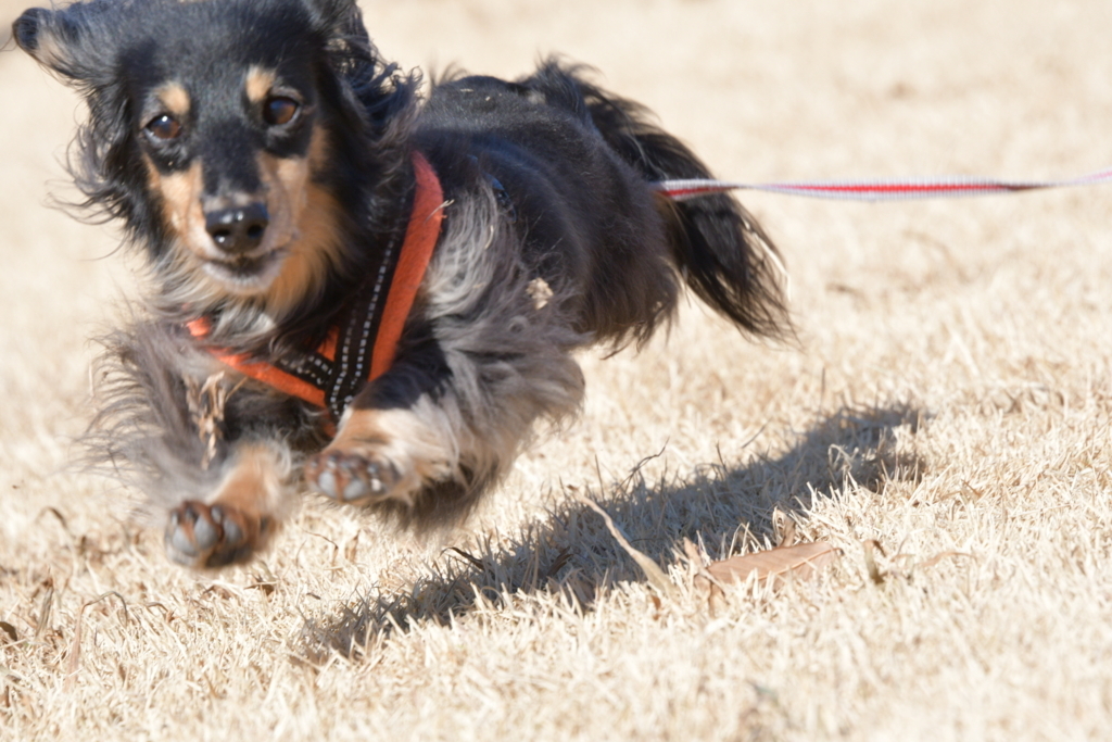 f:id:ancoco5535:20180725235121j:plain