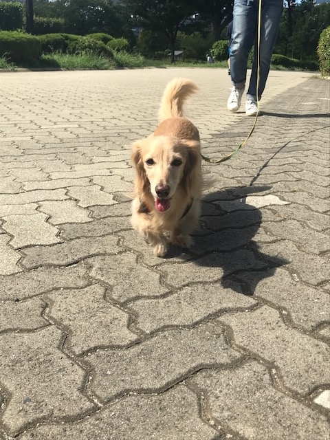 f:id:ancoco5535:20180819073420j:plain