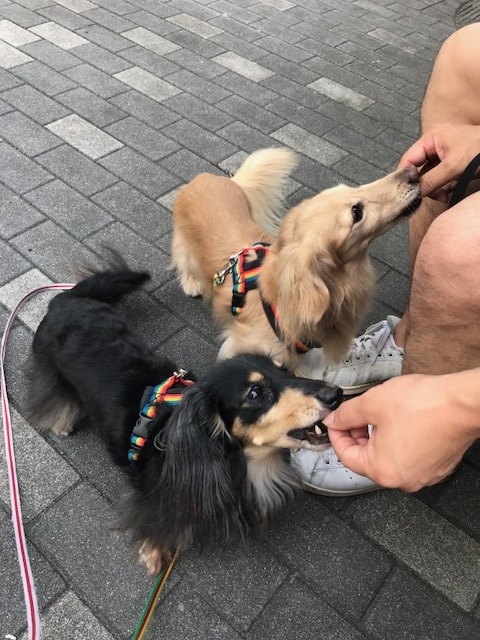 f:id:ancoco5535:20180901095723j:plain f:id:ancoco5535:20180901095723j:plain