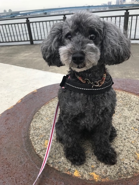 f:id:ancoco5535:20180901100410j:plain f:id:ancoco5535:20180901100410j:plain