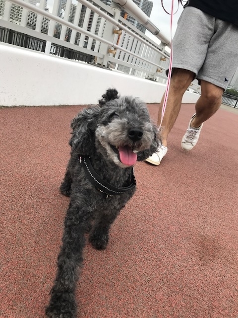 f:id:ancoco5535:20180901100542j:plain f:id:ancoco5535:20180901100542j:plain