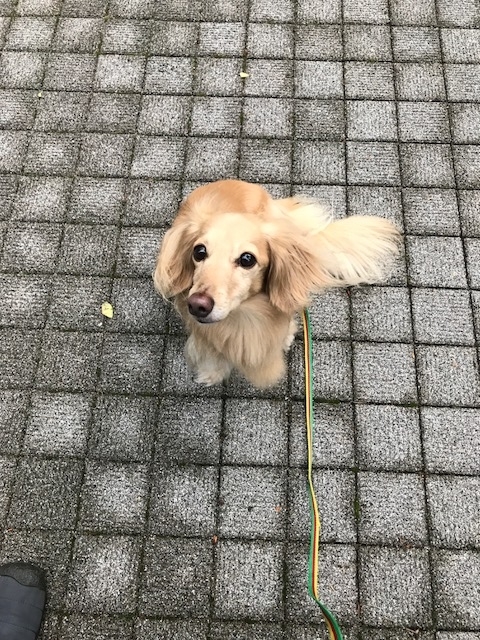 f:id:ancoco5535:20180909120205j:plain