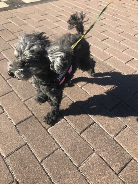 f:id:ancoco5535:20190106232303j:plain