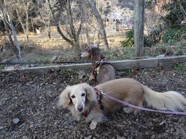 f:id:ancoco5535:20190119092142j:plain f:id:ancoco5535:20190119092142j:plain