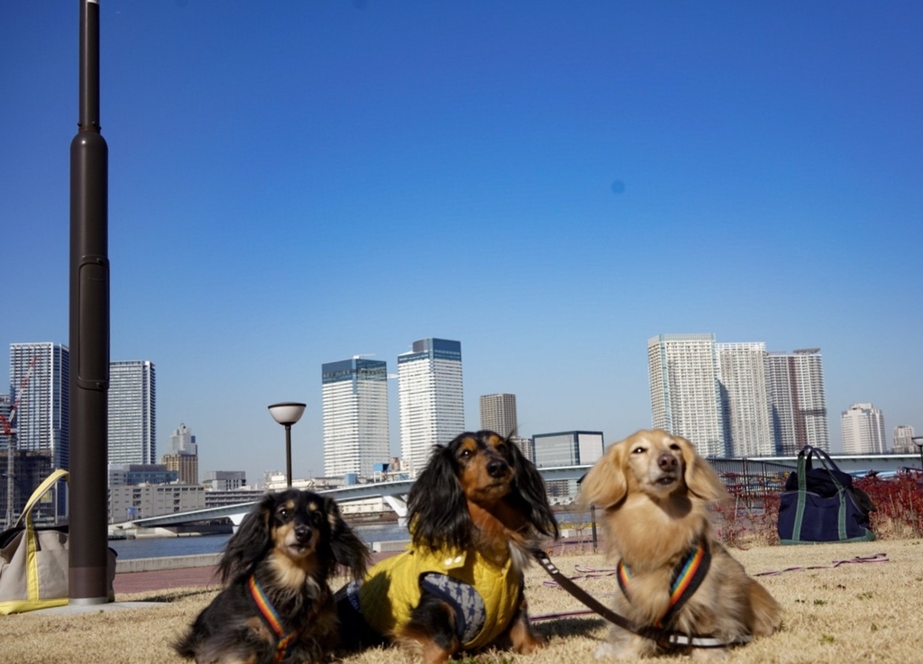 f:id:ancoco5535:20190202213007j:plain