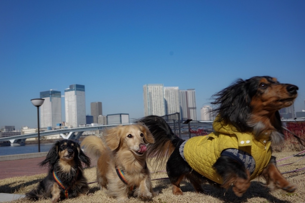 f:id:ancoco5535:20190202213624j:plain