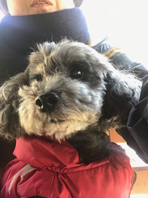 f:id:ancoco5535:20190324230050j:plain f:id:ancoco5535:20190324230050j:plain