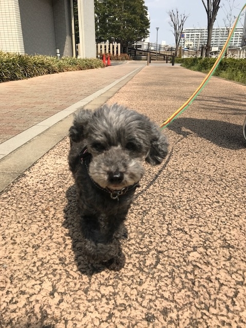 f:id:ancoco5535:20190407231316j:plain f:id:ancoco5535:20190407231316j:plain