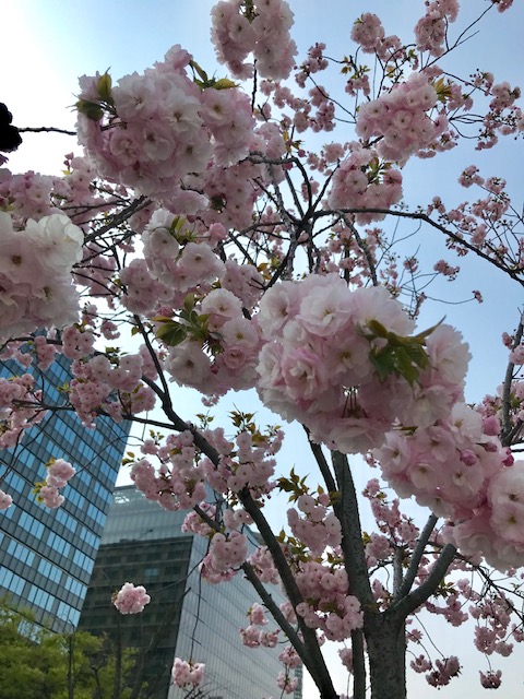 f:id:ancoco5535:20190407231355j:plain f:id:ancoco5535:20190407231355j:plain