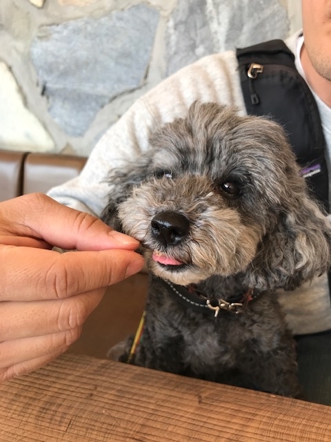 f:id:ancoco5535:20190407231758j:plain f:id:ancoco5535:20190407231758j:plain