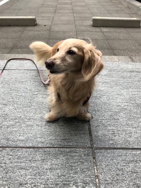 f:id:ancoco5535:20190423074222j:plain