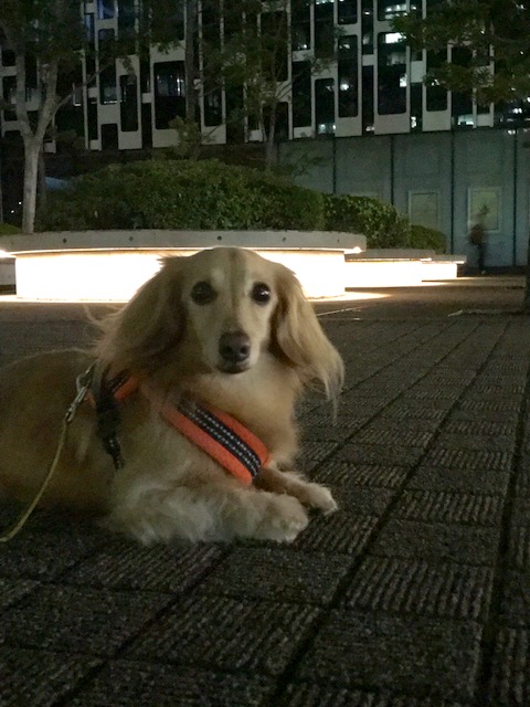 f:id:ancoco5535:20190522102003j:plain f:id:ancoco5535:20190522102003j:plain