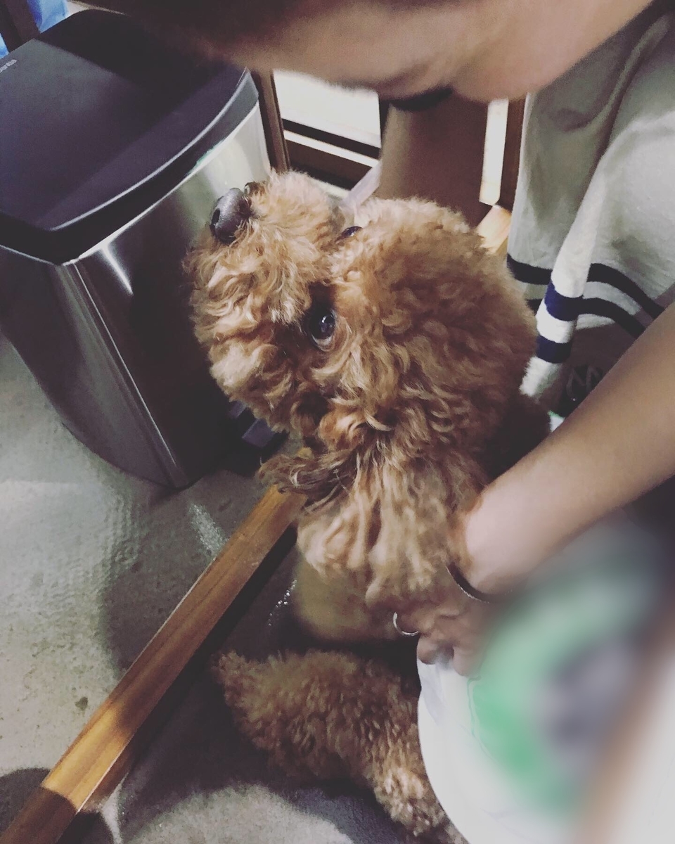 f:id:ancoco5535:20190601101226j:plain