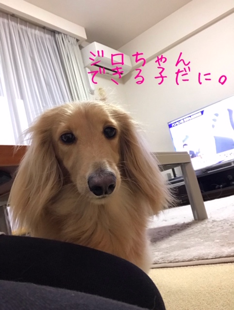 f:id:ancoco5535:20190718211252j:plain