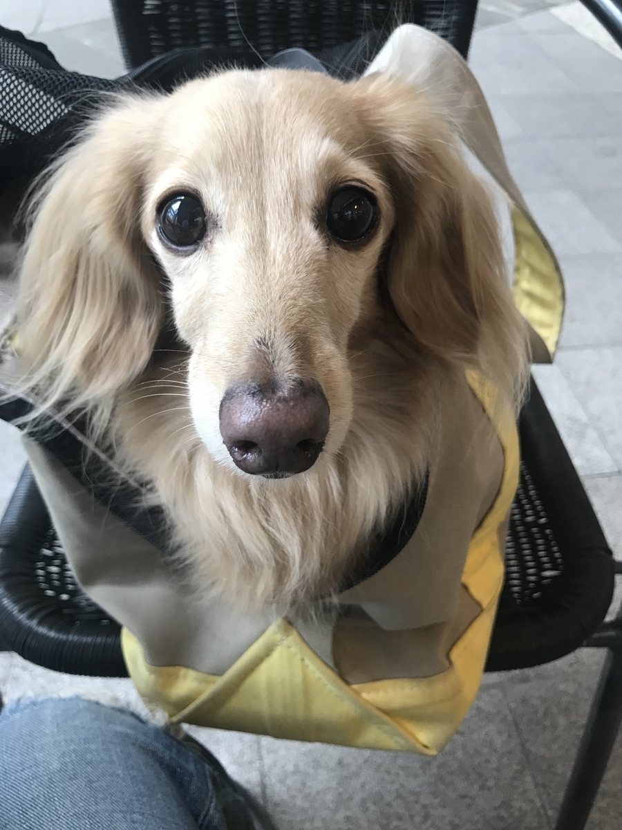 f:id:ancoco5535:20190925123208j:plain