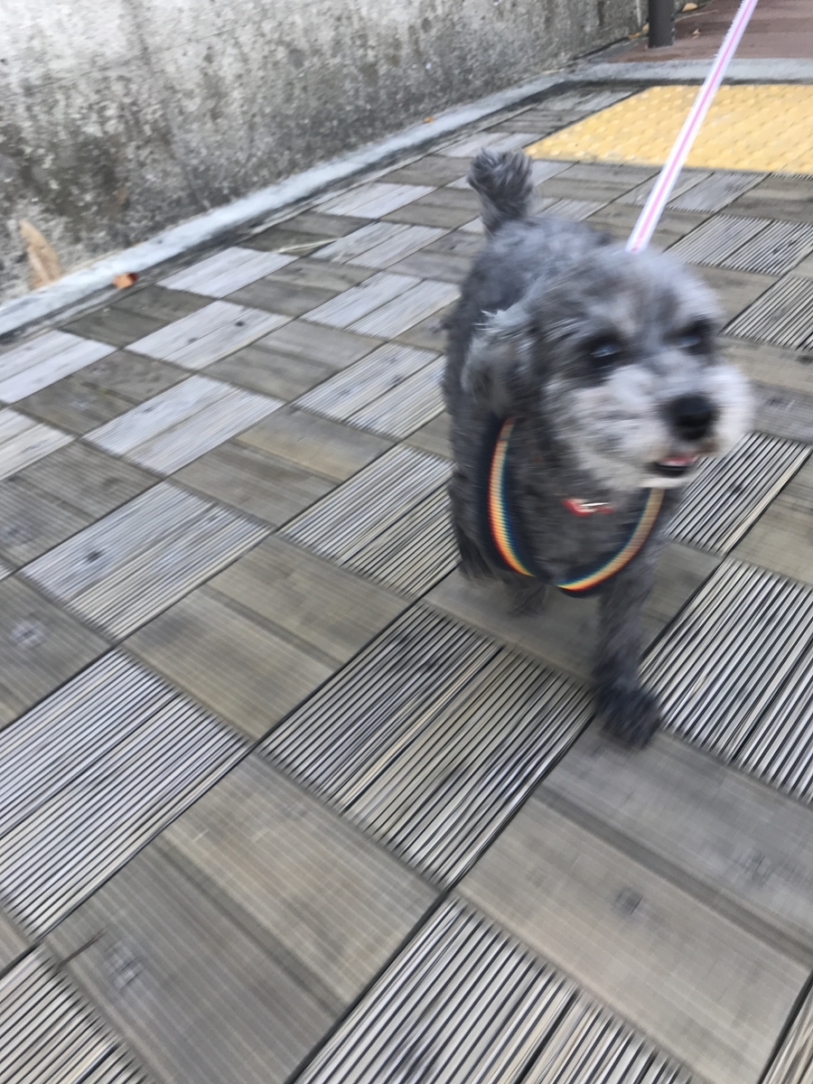 f:id:ancoco5535:20191222231532j:plain f:id:ancoco5535:20191222231532j:plain
