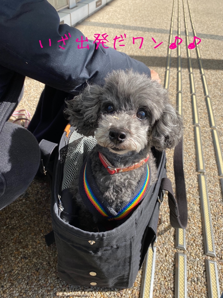 f:id:ancoco5535:20200213093158j:plain