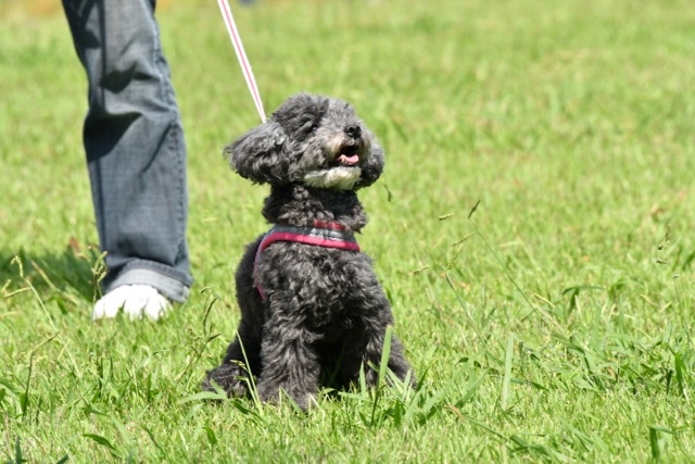 f:id:ancoco5535:20201210105643j:plain