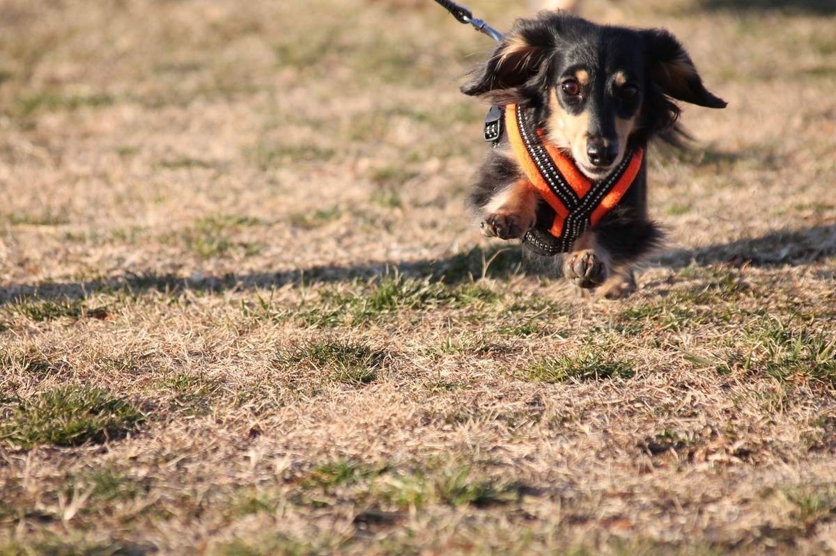 f:id:ancoco5535:20210109095819j:plain