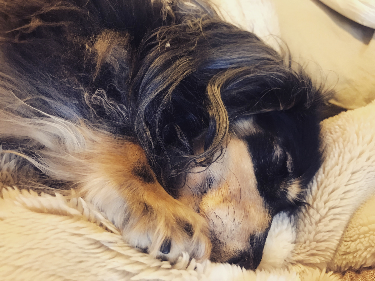 f:id:ancoco5535:20210109100014j:plain