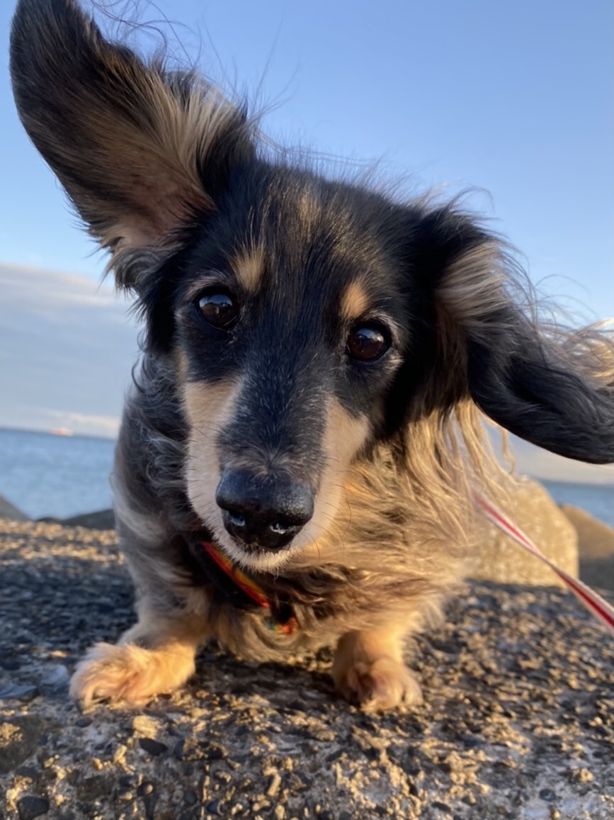 f:id:ancoco5535:20210109100435j:plain