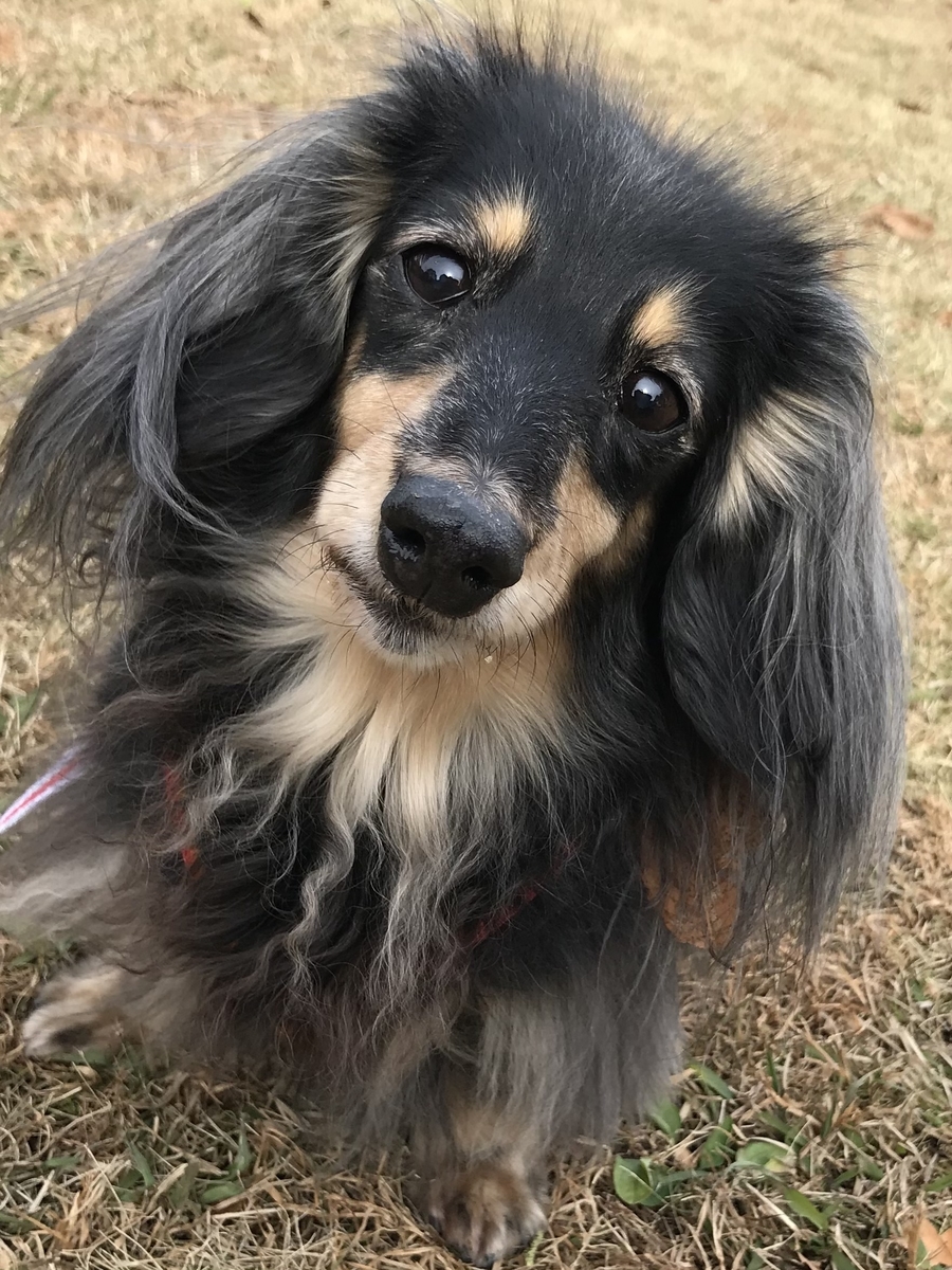 f:id:ancoco5535:20210109101347j:plain