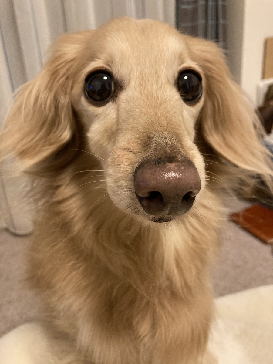 f:id:ancoco5535:20210129094340j:plain