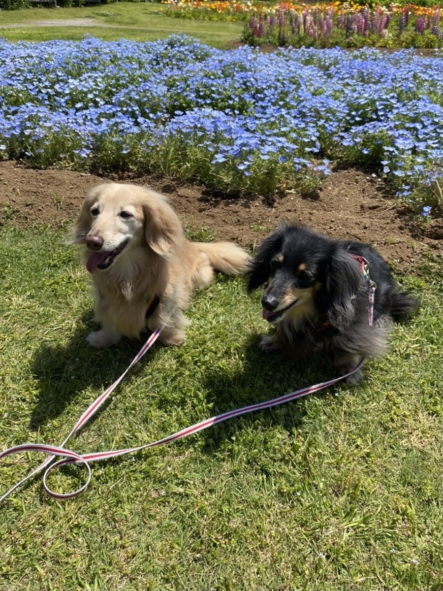 f:id:ancoco5535:20210507100404j:plain